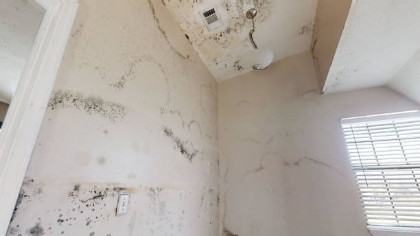 Best Mold Damage Restoration  in Denver, PA