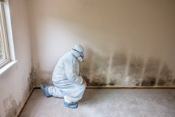 Best Biohazard Mold Removal  in Denver, PA