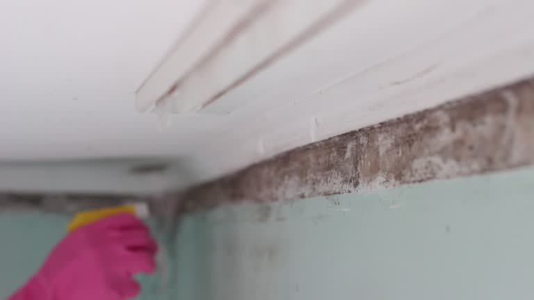 Professional Mold Inspection, Removal & Remediation in Denver, PA